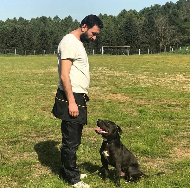 Bodrum Fun Pet Otel ve Köpek Eğitim Merkezi Bodrum pet otel görseli 2