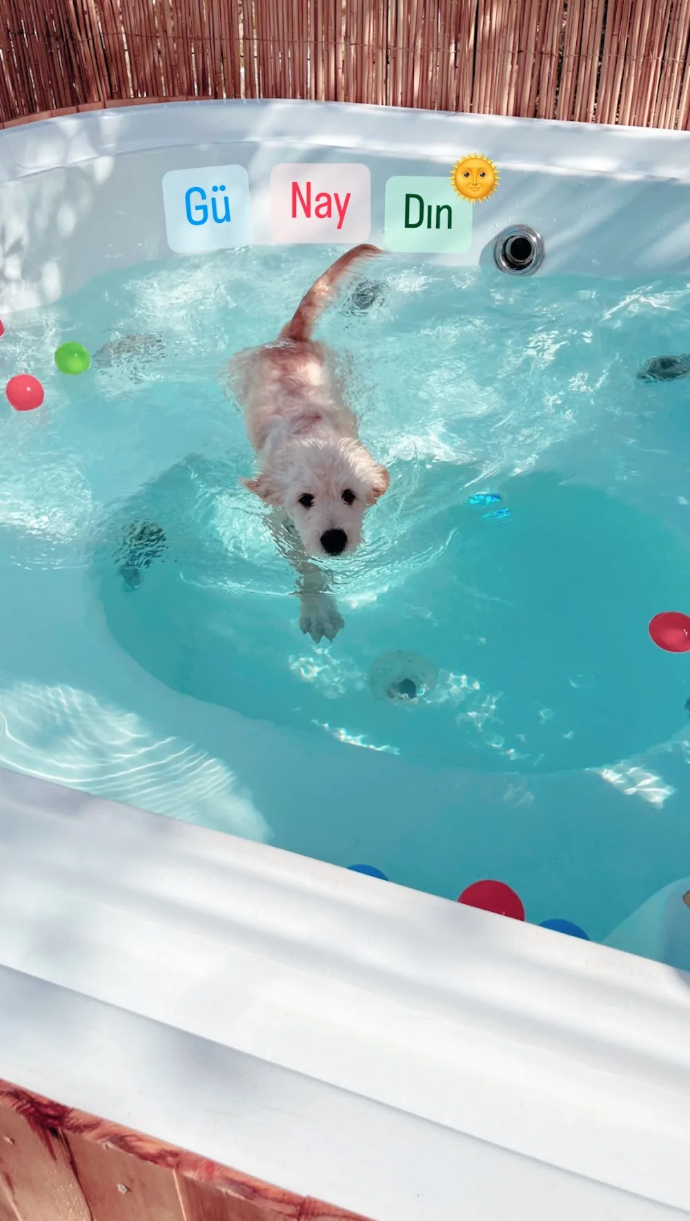 Bodrum Kaju Pet Pansiyon - Bodrum pet otel