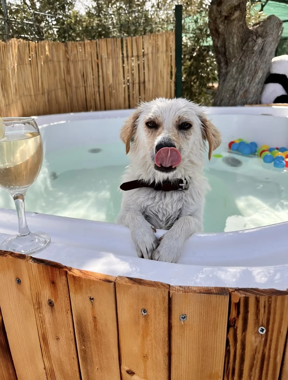 Bodrum Kaju Pet Pansiyon Bodrum pet otel görseli 3