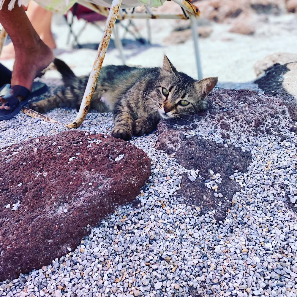 Bodrum Kedi Oteli - Bodrum pet otel