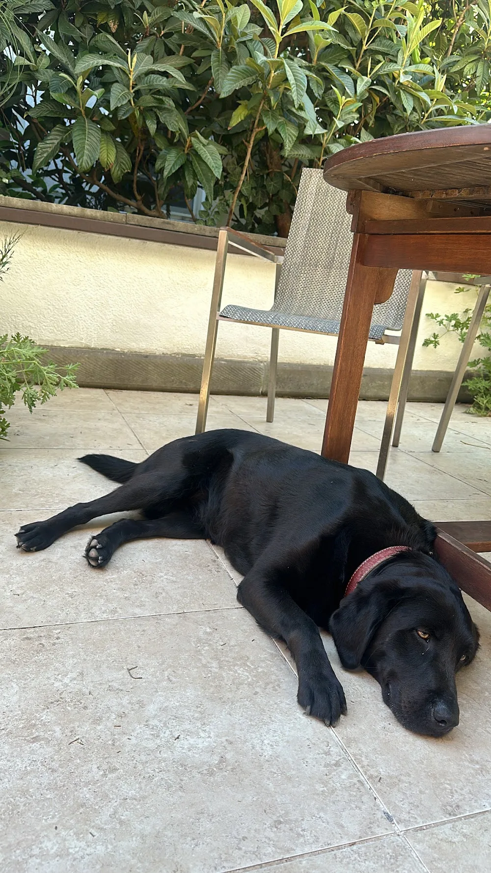 Bodrum Köpek Oteli Bodrum pet otel görseli 2