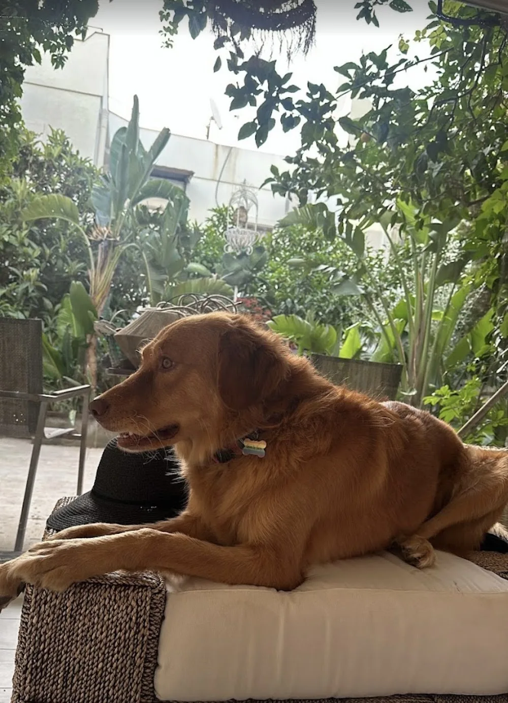 Bodrum Köpek Oteli Bodrum pet otel görseli 3