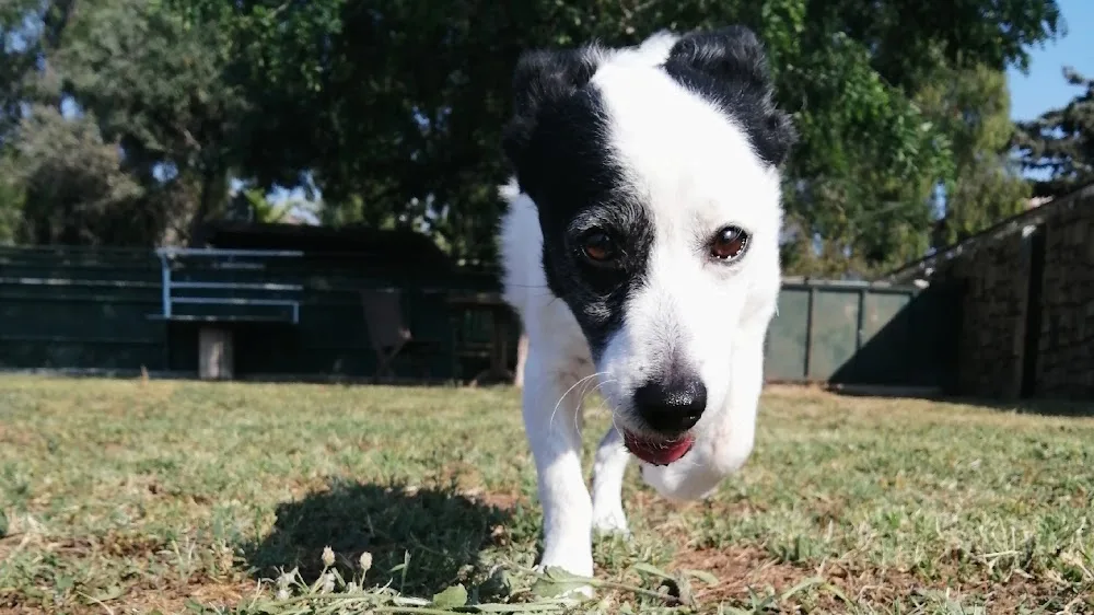 Countryranch Bodrum Kedi-Köpek Oteli ve Köpek Eğitim Merkezi Bodrum pet otel görseli 3