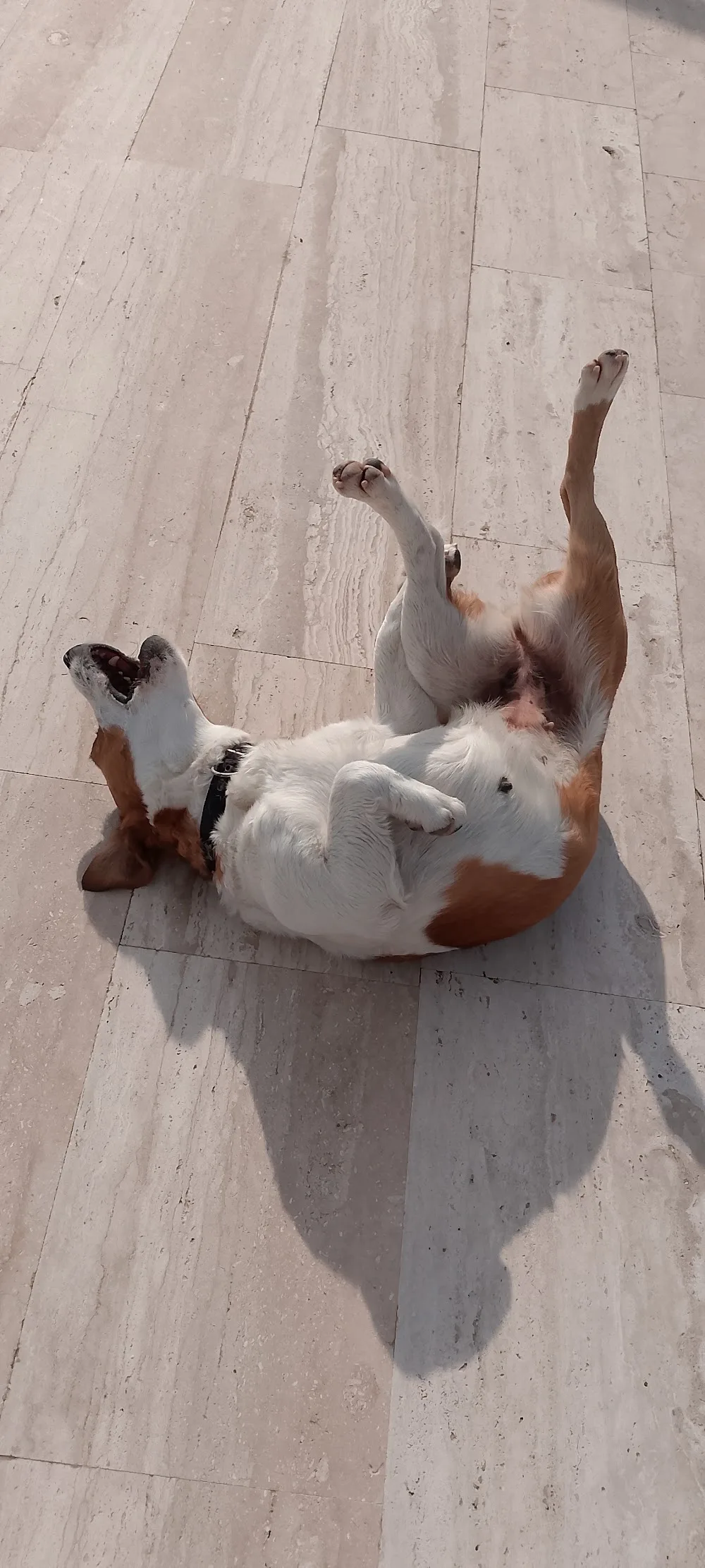 Happy our friends köpek oteli bodrum milas - Bodrum pet otel