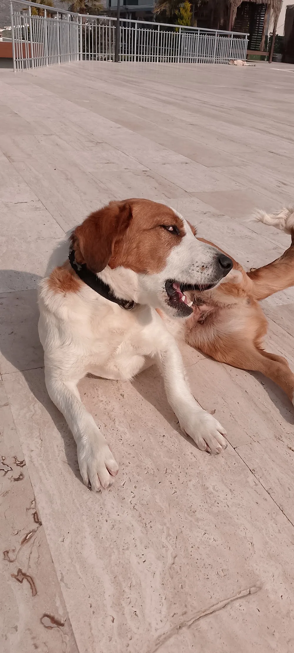 Happy our friends köpek oteli bodrum milas Bodrum pet otel görseli 3