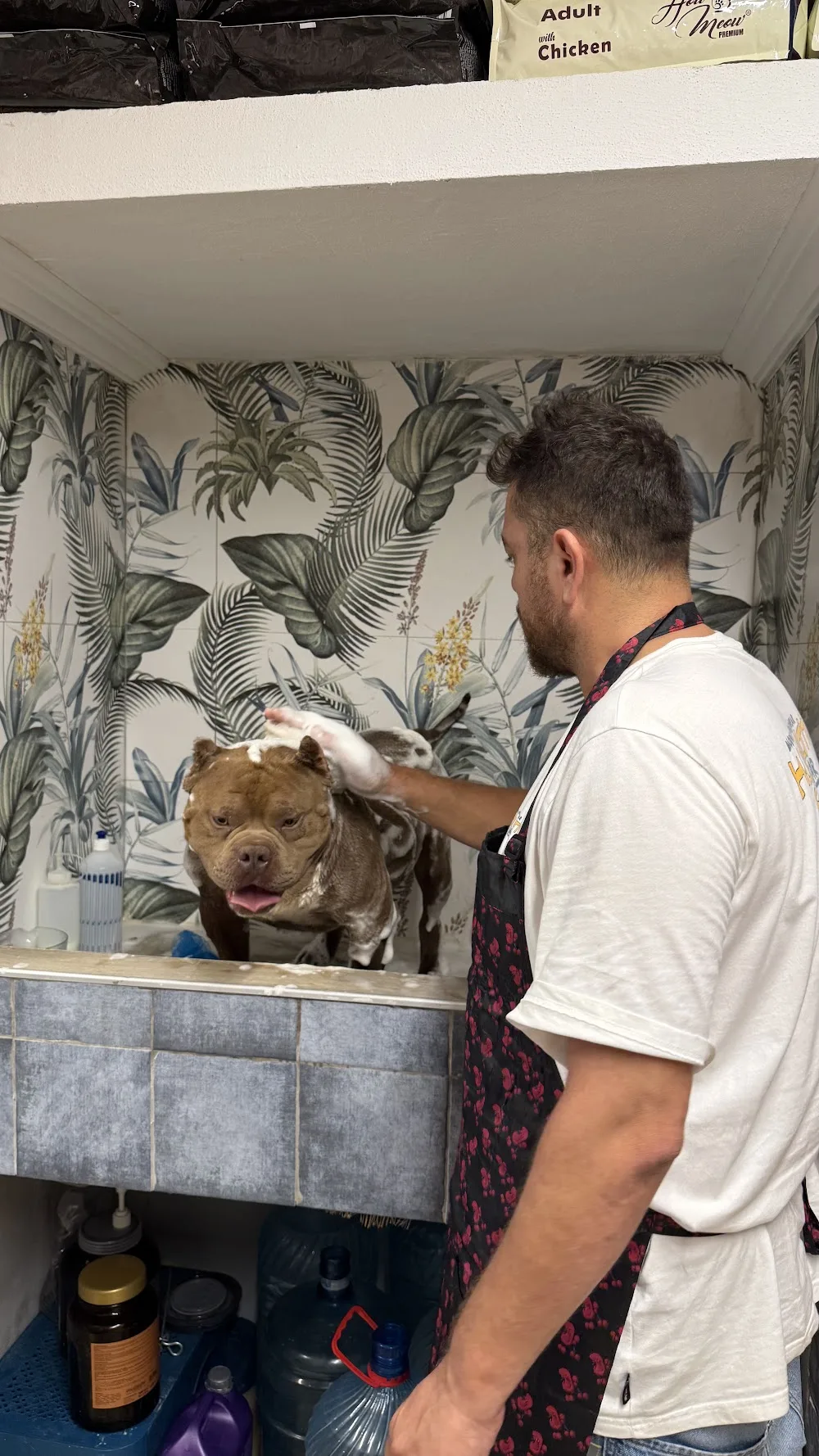 LATTE PET KUAFÖR BODRUM Bodrum pet otel görseli 3