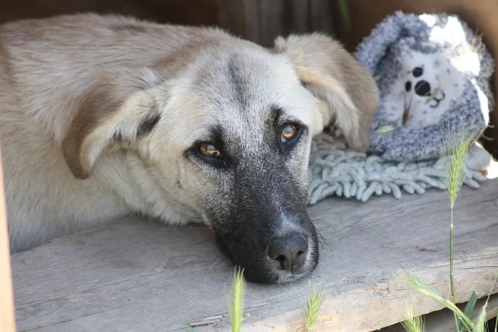 Pati Konak Kedi Köpek Oteli Pansiyonu ve Pet Taksi Nakil Bodrum Milas Muğla - Bodrum pet otel