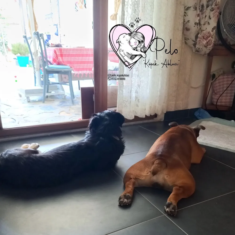 Pelo Köpek Ablası , Gündüz Bakım, Gece Konaklama Hizmeti, Köpek Bakımı, Köpek Hoteli, Köpek Pansiyonu Bodrum pet otel görseli 2