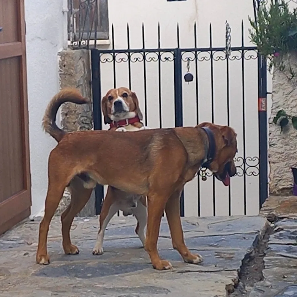 Pelo Köpek Ablası , Gündüz Bakım, Gece Konaklama Hizmeti, Köpek Bakımı, Köpek Hoteli, Köpek Pansiyonu Bodrum pet otel görseli 3