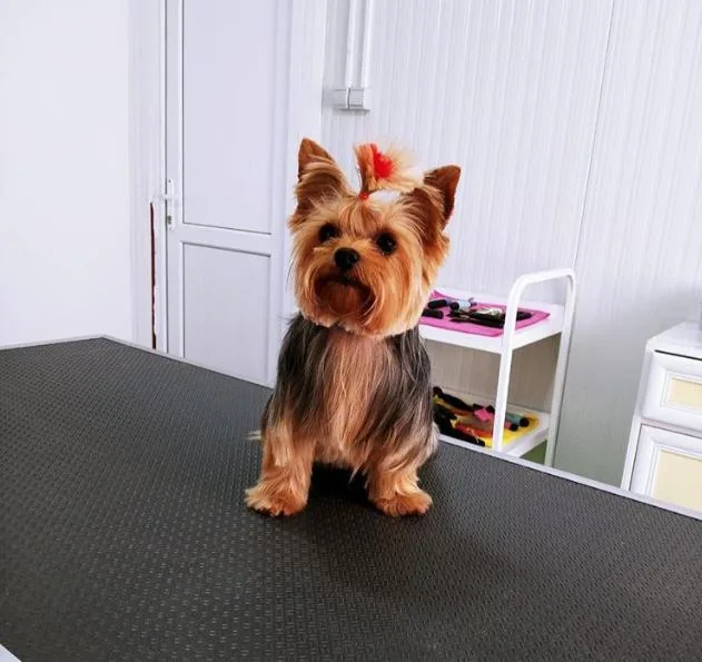 Sevpati Pet (Pet Pansiyon & Pet Kuaför & Pet Shop) Bodrum pet otel görseli 3